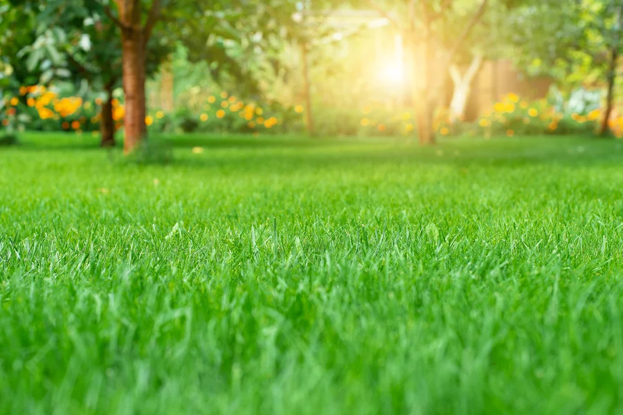 How Lawn Care Services Enhance Property Aesthetic And Value Windsor, VA How Lawn Care Services Enhance Property Aesthetic And Value Windsor, VA