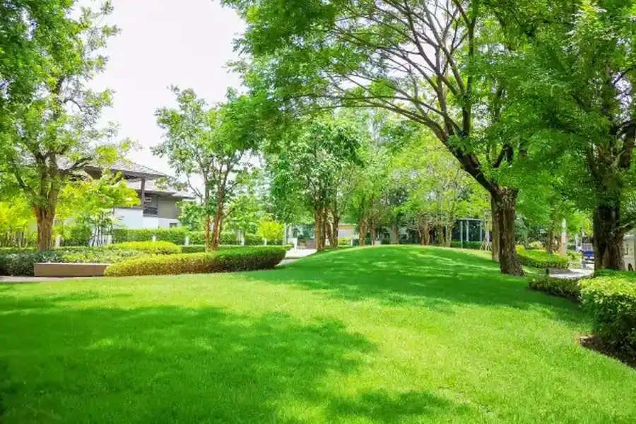 Key Steps To Keep Your Lawn Lush And Green Year-round Windsor, VA Key Steps To Keep Your Lawn Lush And Green Year-round Windsor, VA