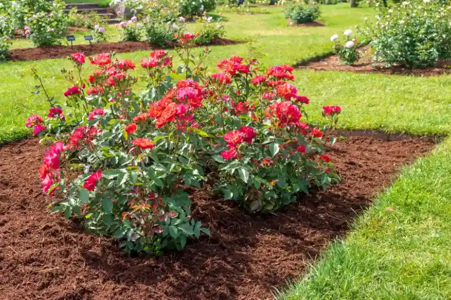 Mulching Strategies To Conserve Water In Your Garden in Windsor, VA Mulching Strategies To Conserve Water In Your Garden in Windsor, VA